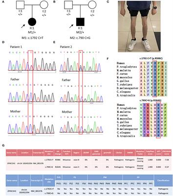 Expanding the Phenotypic and Genetic Spectrum of Neuromuscular Diseases Caused by DYNC1H1 Mutations